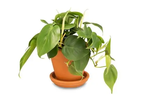 Philodendron aerial roots: functions and professional care