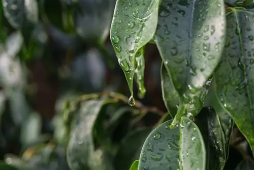 Soins Ficus Benjamini : conseils pour une croissance saine