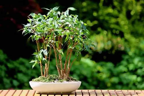 Birch fig bonsai