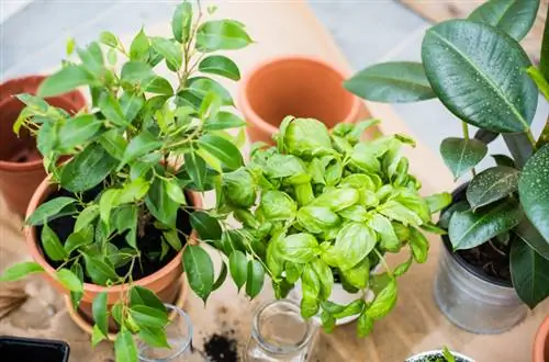 Verpot Ficus Benjamini: Wanneer en hoe om dit korrek te doen