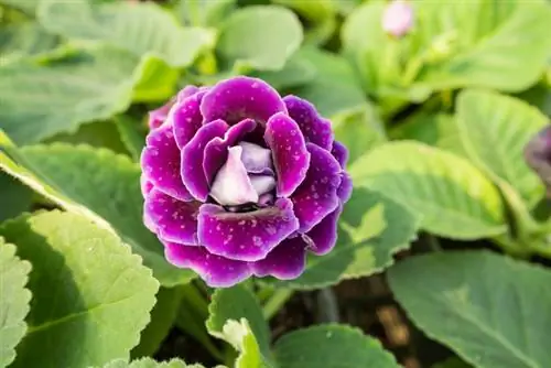 Gloxinia อยู่บนเตียง