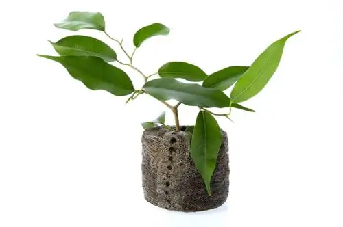 Ficus Benjamini-ны көбөйтүү: бутактары үчүн жөнөкөй көрсөтмөлөр