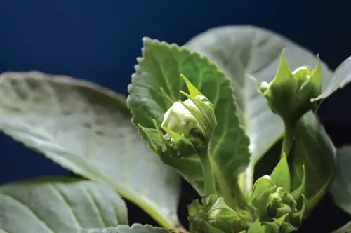 Gloxinia på vintern