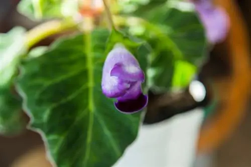 Gloxinia cuttings