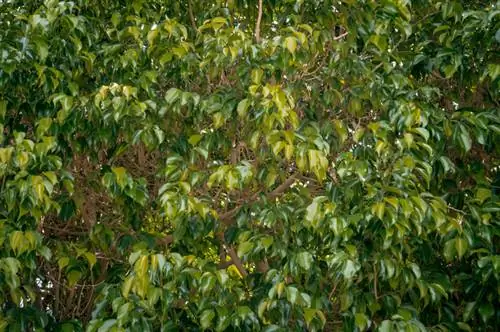 Ficus Benjamini: Zakaj listi porumenijo?