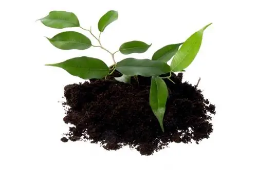 Ficus Benjamini: Grow and propagate offshoots successfully