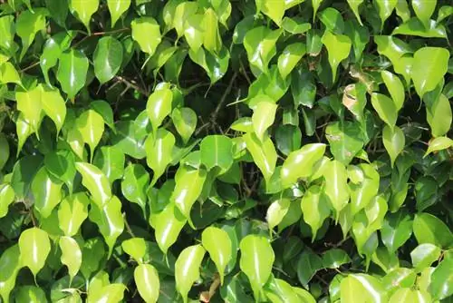 Ficus Benjamini: foglie appiccicose – cause e soluzioni