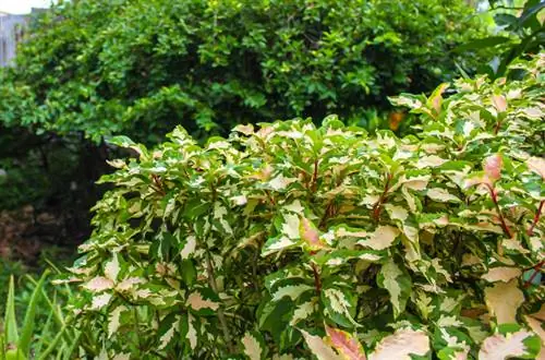 Ficus Benjamini fora: quando, onde e como plantar?