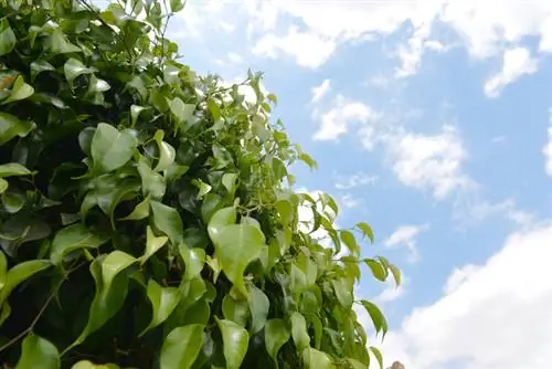 Ficus Benjamini no inverno: como evitar danos causados pela geada