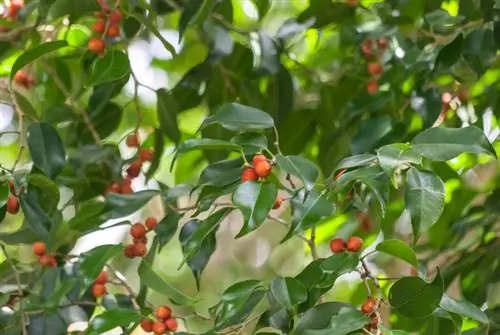 Frutos de figo de bétula