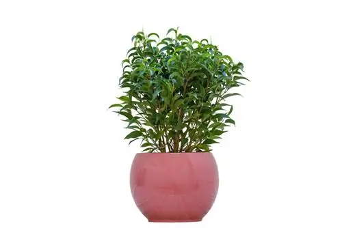 Pupuk Ficus Benjamini: Seberapa sering dan pupuk apa?