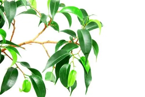 Ficus Benjamini: Zam kev phom sij ntawm cov tsiaj lom lom