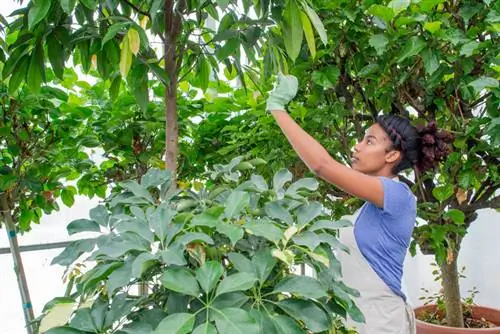 Pidocchi del Ficus Benjamini: rimedi casalinghi per il controllo naturale