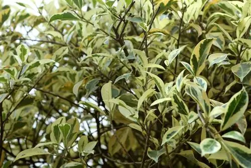 Ficus Benjamina: Oppdag den vakreste Benjamini-arten