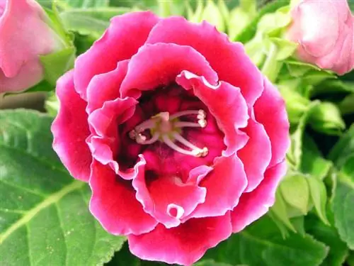 Gloxinia morning glory njega