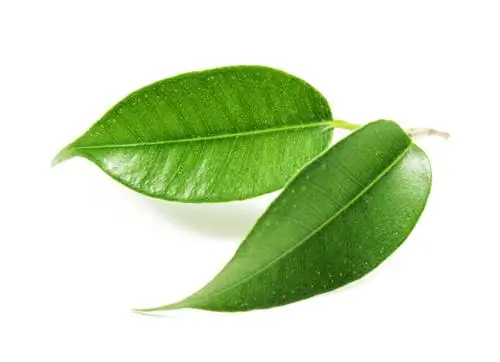 Ficus Benjamini: Λόγοι για την πτώση των φύλλων και πώς να το σταματήσετε