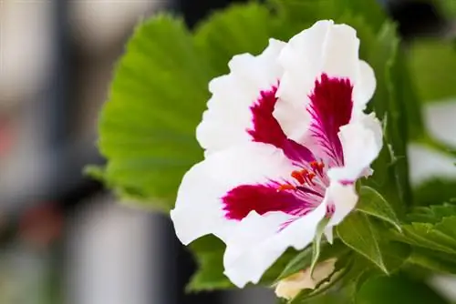 أمجاد الصباح Gloxinia خلال فصل الشتاء