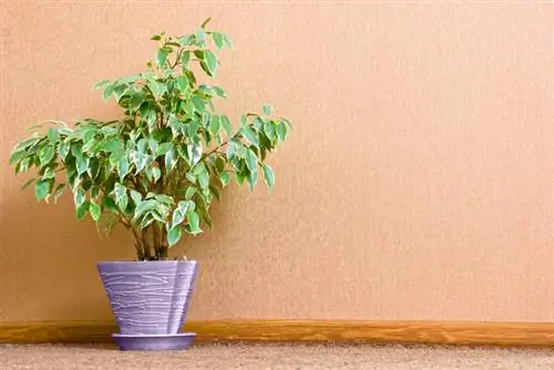 Ficus Benjamini: sėkmingo žiemojimo patarimai