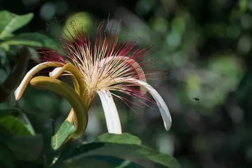 Chestnut yenye bahati yenye sumu