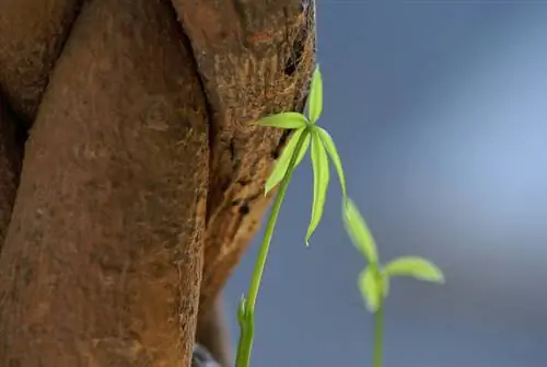 Prerja e Pachira Aquatica