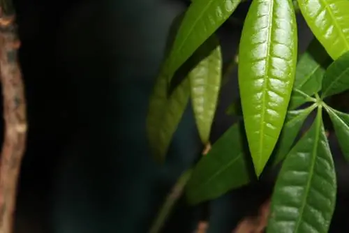 Pachira acuática pierde hojas