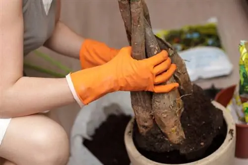 Gentle method: Repot lucky chestnuts correctly