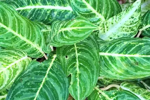 Dieffenbachia kenkėjai