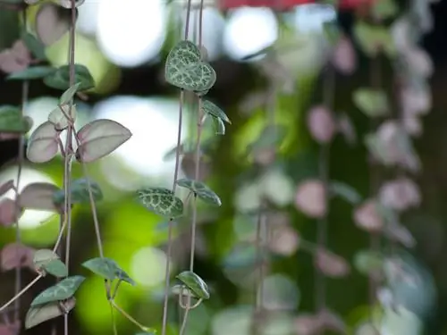 Candlestick flower cuttings