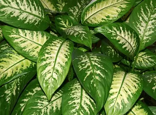 Cortar dieffenbachia