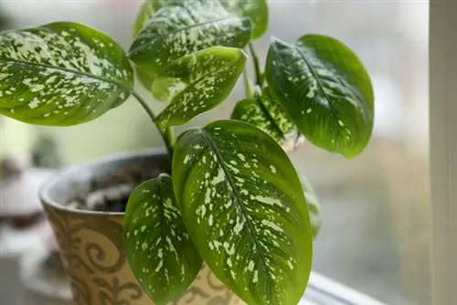 Dieffenbachia Soleil