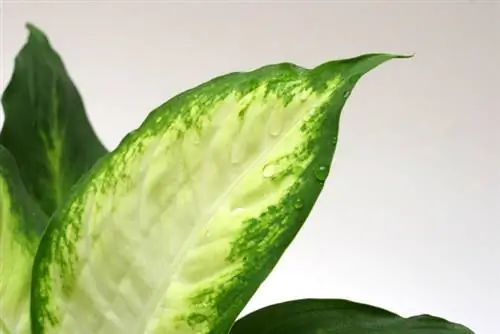 Dieffenbachia vesi