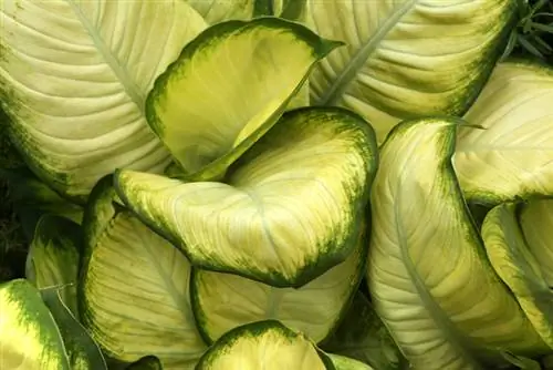 Dieffenbachia çeşitleri