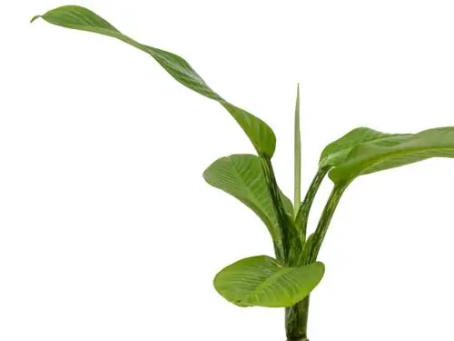 Dieffenbachia odnože