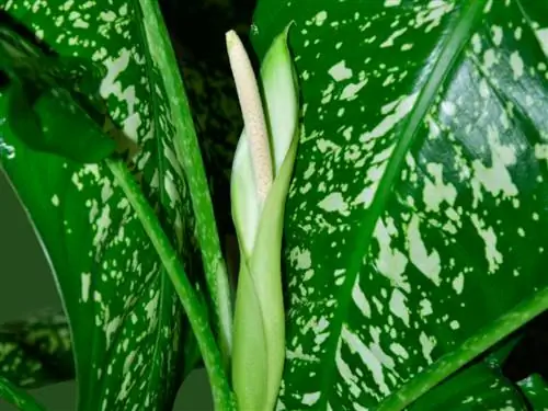 Dieffenbachia blomstrer