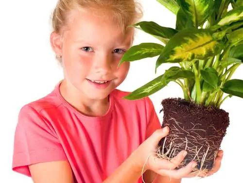 Dieffenbachia vermenigvuldigen: hoe je dat doet zonder groene vingers