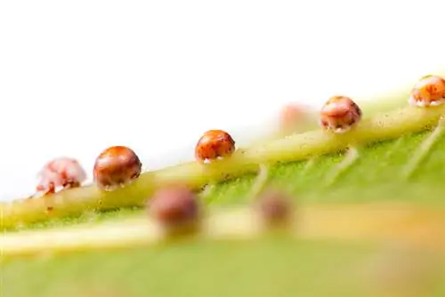 Ficus Benjamini: Reconeixement i lluita contra les plagues