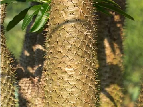 Sny Madagaskar palm