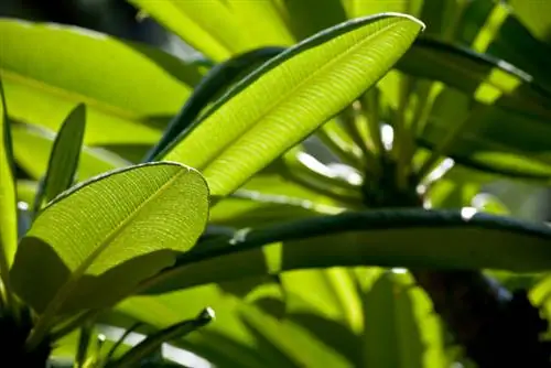 Esqueixos de palma de Madagascar