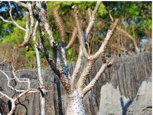 Palma Madagascar menggugurkan daun