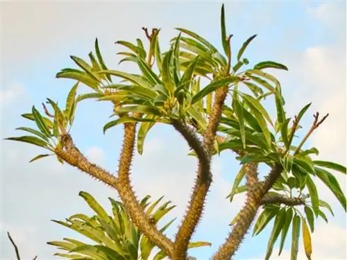 Madagaskar palm winter