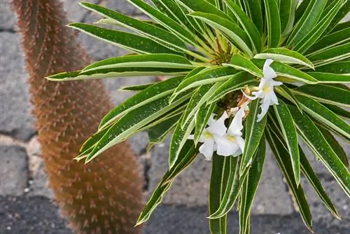 Palmstekken uit Madagaskar