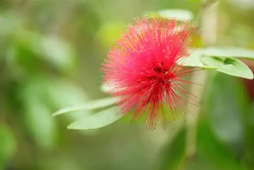 Mimosa: verzorgingsinstructies voor gezonde en gelukkige planten