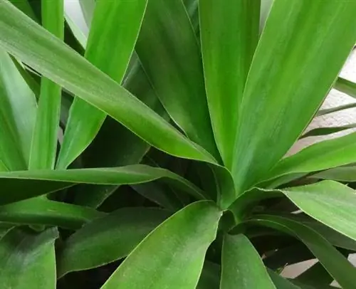 Yucca palmiyesinin çoğ altılması artık daha kolay: ipuçları ve püf noktaları