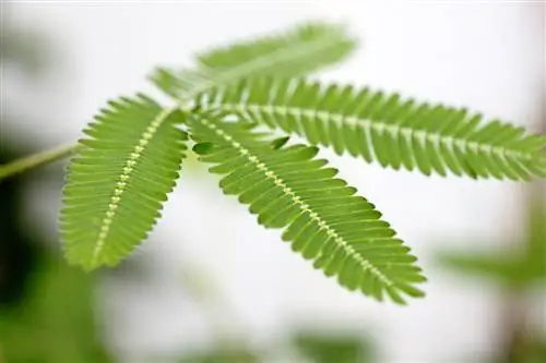 Mimosa and their fascinating, moving leaves