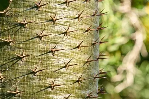 Miękki pień palmy Madagaskaru