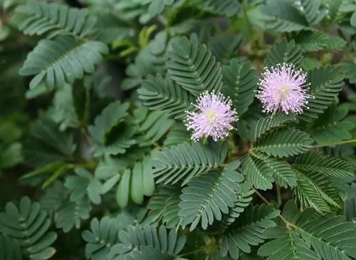 Poda de mimosas