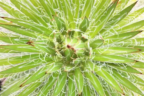 Stringy palm lily beracun