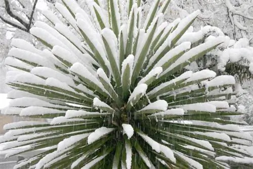 Palm lily tahan lasak