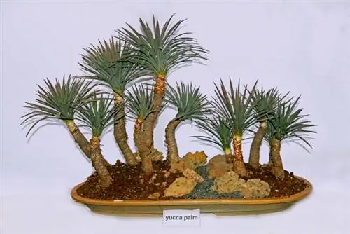 Kab txawv thiab txawv txawv: yucca li bonsai