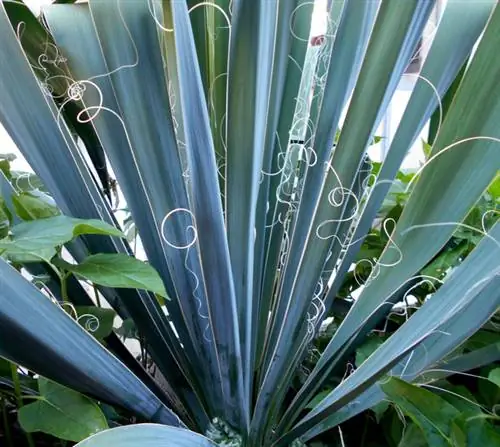 Yucca filamentosa кам көрүү: дени сак өсүмдүк үчүн кеңештер